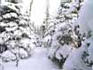 Neve